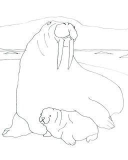 WALRUS MOTHER AND BABY Coloring Page