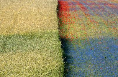 Colorful field on the Plain of Castelluccio di Norcia in Springtime During an Explosion of Blossoming Best Photography Of 2013
