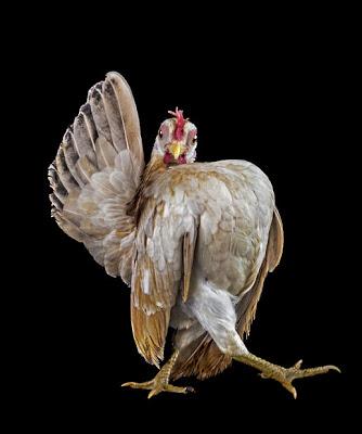 Ornamental Chicken Breeding Clubs Best Photography Of 2013