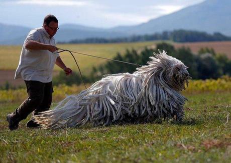 Pic of the Day: Komondo, a Traditional Hungarian Guard Dog hungarian-guard-dog