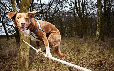 WITNESS the World's First Tightroping DOG!