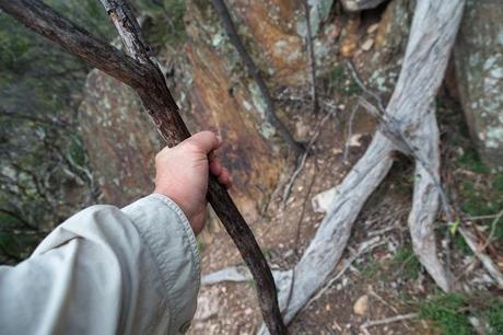 holding tree for support bears head spur