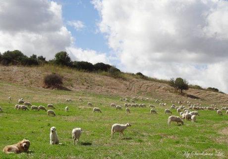 Weekly Photo Challenge: Inside Sardinia Inside Sardinia by Jennifer Avventura My Sardinian Life