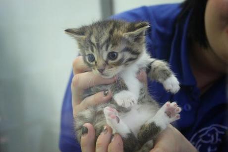 In and Around London... The Cattery at Battersea Dogs & Cats Home