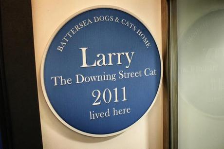 In and Around London... The Cattery at Battersea Dogs & Cats Home