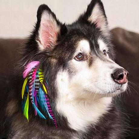 Latest Craze to Hit the Pet World: DOG Hair Extensions!
