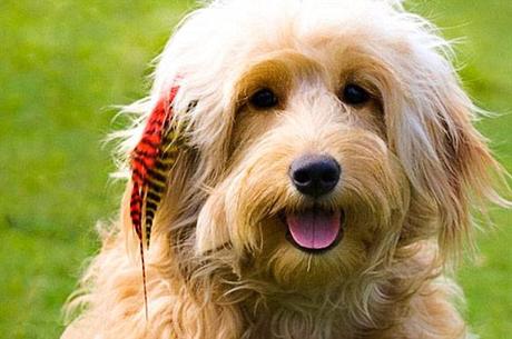 Latest Craze to Hit the Pet World: DOG Hair Extensions!