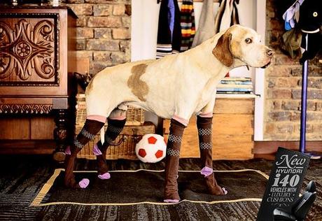 DOG Fashion Week Featuring Designer DOG Leggings!