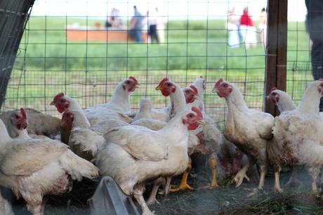 Farm Week: Outstanding in the Field The Chicken Coupe