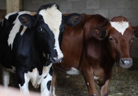 Farm Week: Outstanding in the Field Cows