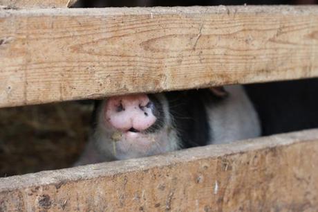 Farm Week: Outstanding in the Field Peeking Piglet
