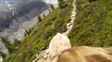 eagle-view-video