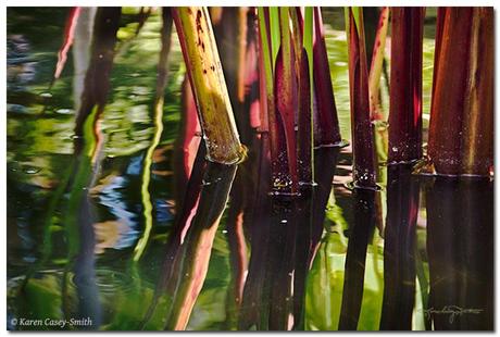 Abstract photograph of colorful reeds growing in a water garden.