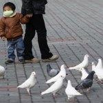 My neighbour’s got the flu: Bird Flu