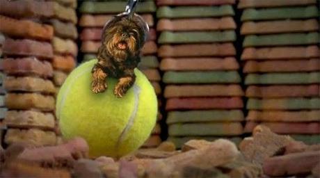 VIDEO PARODY: DOG Rides Tennis Wrecking Ball!