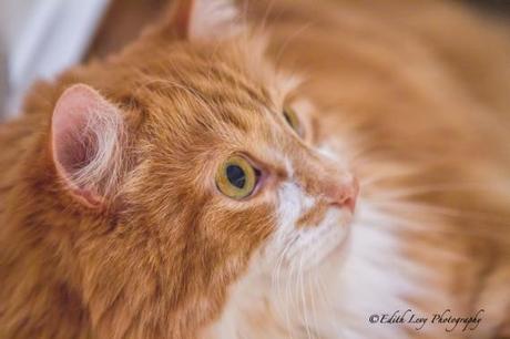 Consider Yourself One Of The Family cat, whiskers, portrait, pet photography, kitty,