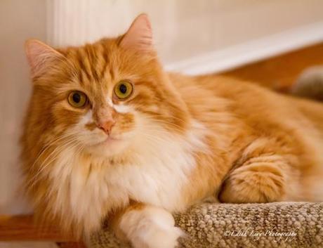 Consider Yourself One Of The Family cat, whiskers, portrait, pet photography, kitty,