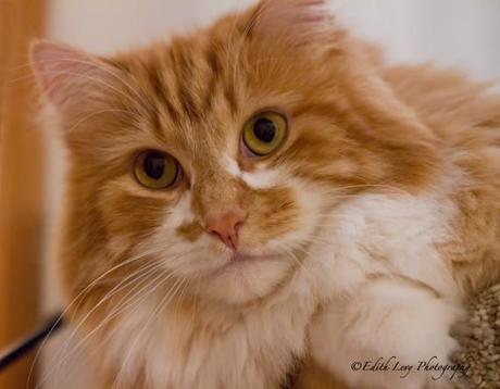 Consider Yourself One Of The Family cat, whiskers, portrait, pet photography, kitty,