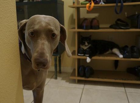 Being on both sides of the House Sitting Fence with House Carers Fun Pets when you house sit with house carers