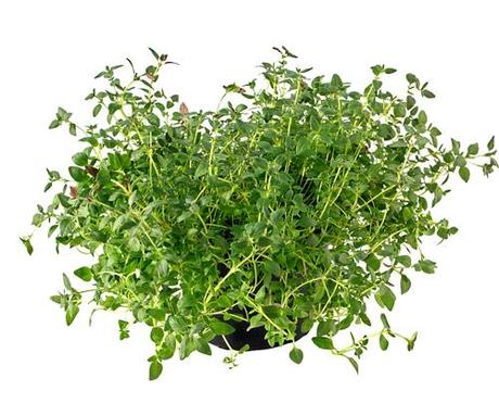 What Are The Health Benefits Of Using Thyme Herb? Health Benefits Thyme Herb
