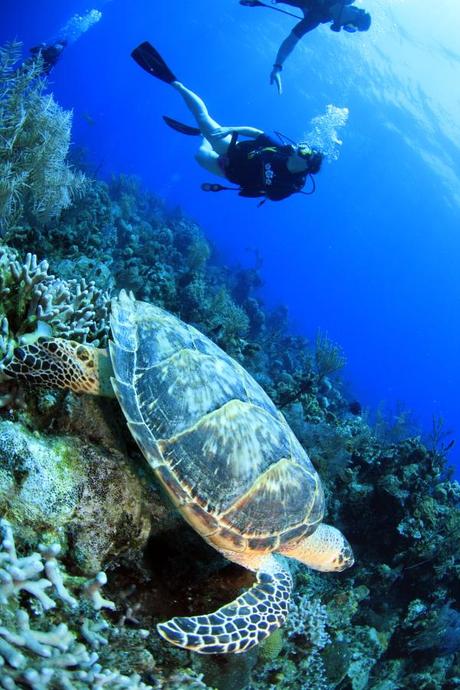 Swimming with Turtles (c) Stuart's Cove Divers, 2012