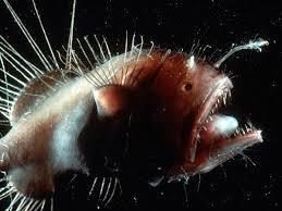 Anglerfish: just ridiculous look at that thing.