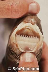 Cookie Cutter Shark teeth.