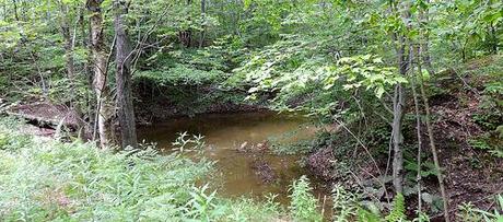 Earth First! Treesit On Proposed PA Fracking Site Continues Into Second Week Inside the Loyalsock's