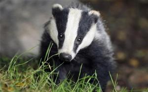 Police Make Assault Arrest after Badger Cull Clash Photo: BEN BIRCHALL/PA