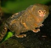 Pygmy Marmoset Pygmy Marmoset