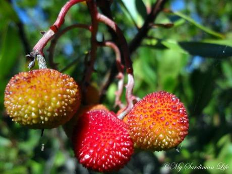 Weekly Photo Challenge: Saturated in Sardinia Weekly Photo Challenge: Saturated in Sardinia