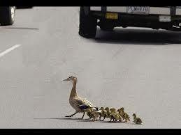 duck and ducklings 3