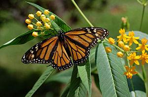 Photograph of a female Monarch Butterfly en ( ...