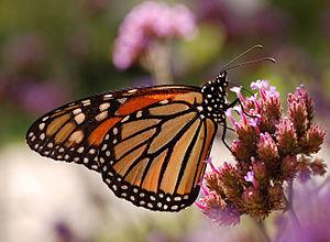 Monarch Butterfly Danaus plexippus Proboscis 2...