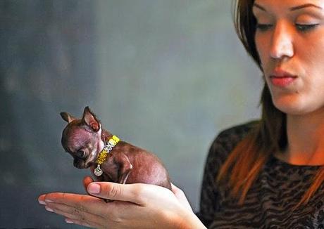 TINY Chihuahua Crowned 2014 WORLD'S Smallest DOG!