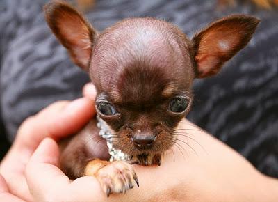 TINY Chihuahua Crowned 2014 WORLD'S Smallest DOG!