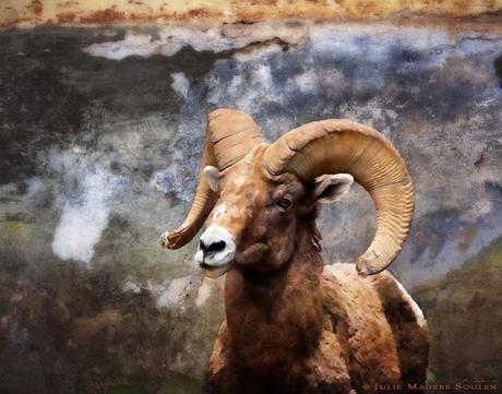 Rocky Mountain Bighorn Sheep Ram, Animal Photography, near Estes Park Colorado