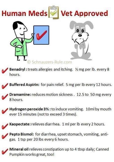 Administering Treatment for your Dog dog medicine