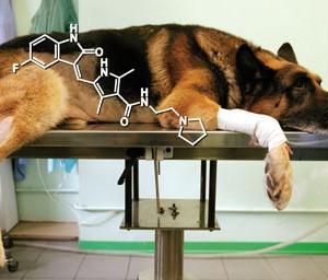 Administering Treatment for your Dog dog medicines