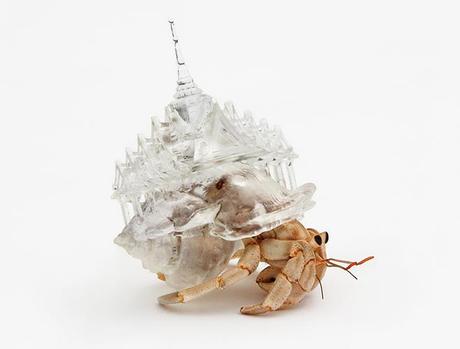 Aki Inomata – Hermit Crabs