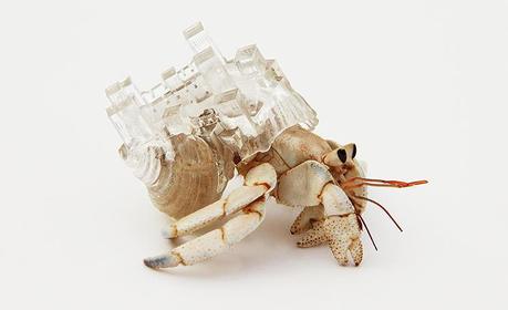 Aki Inomata – Hermit Crabs