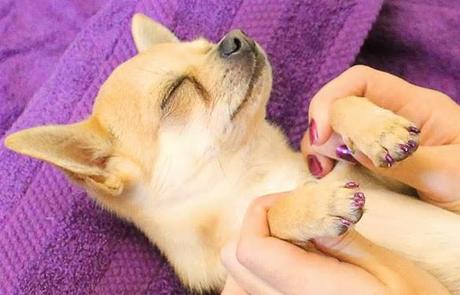 EXTREME PET PAMPERING!: DOGS get Facials & Fake Nails!