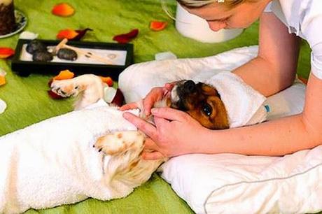 EXTREME PET PAMPERING!: DOGS get Facials & Fake Nails!