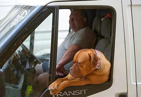 Drooling Mastiff Becomes UK'S Local Attraction!