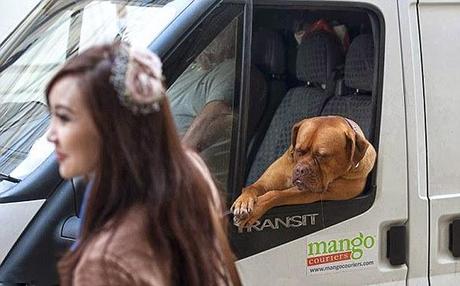 Drooling Mastiff Becomes UK'S Local Attraction!