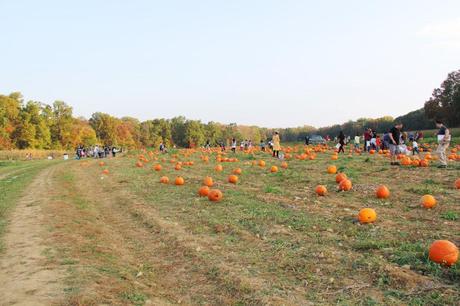 Pumpkin Patch IMG_0626_Layers_v1
