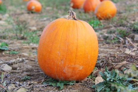 Pumpkin Patch IMG_0629_Layers_v1