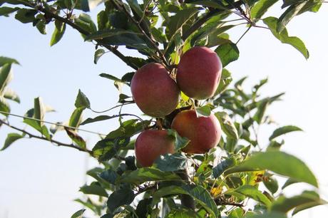 Pumpkin Patch IMG_0580_Layers_v1