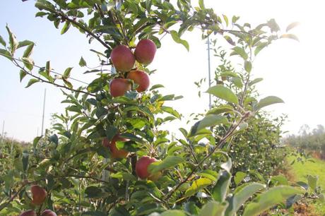 Pumpkin Patch IMG_0581_Layers_v1