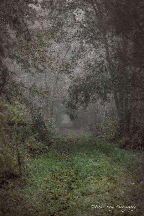 Enchanted forest, mist, fog, Ontario, mysterious, trees, path, nature, landscape